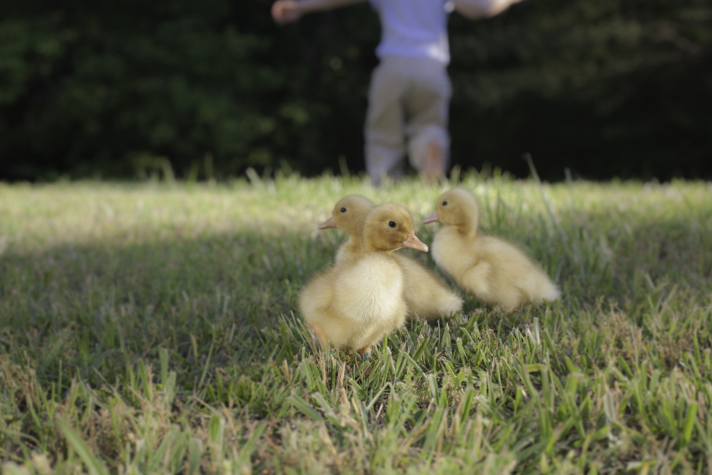 Ducks Day 1-7