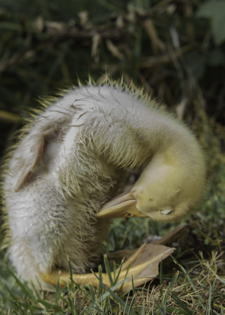 peek-a-boo ducks_-2