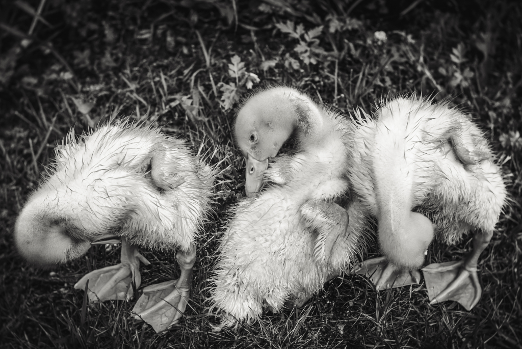 peek-a-boo ducks_-3