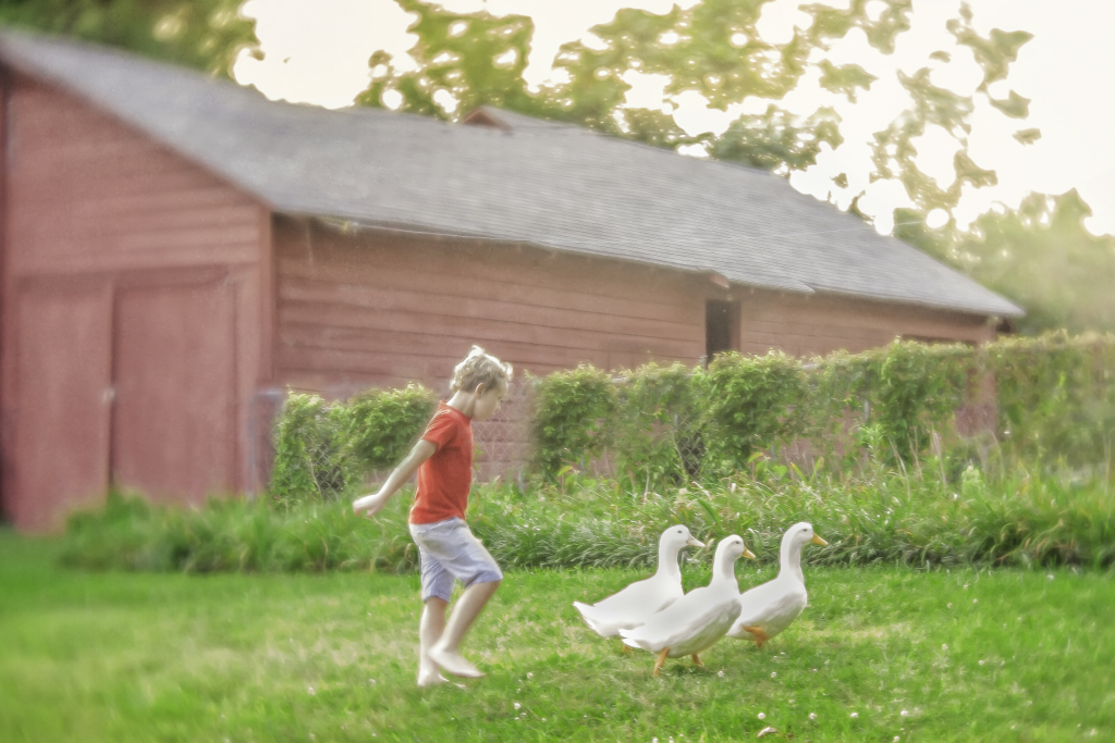 Putting the Ducks to Bed