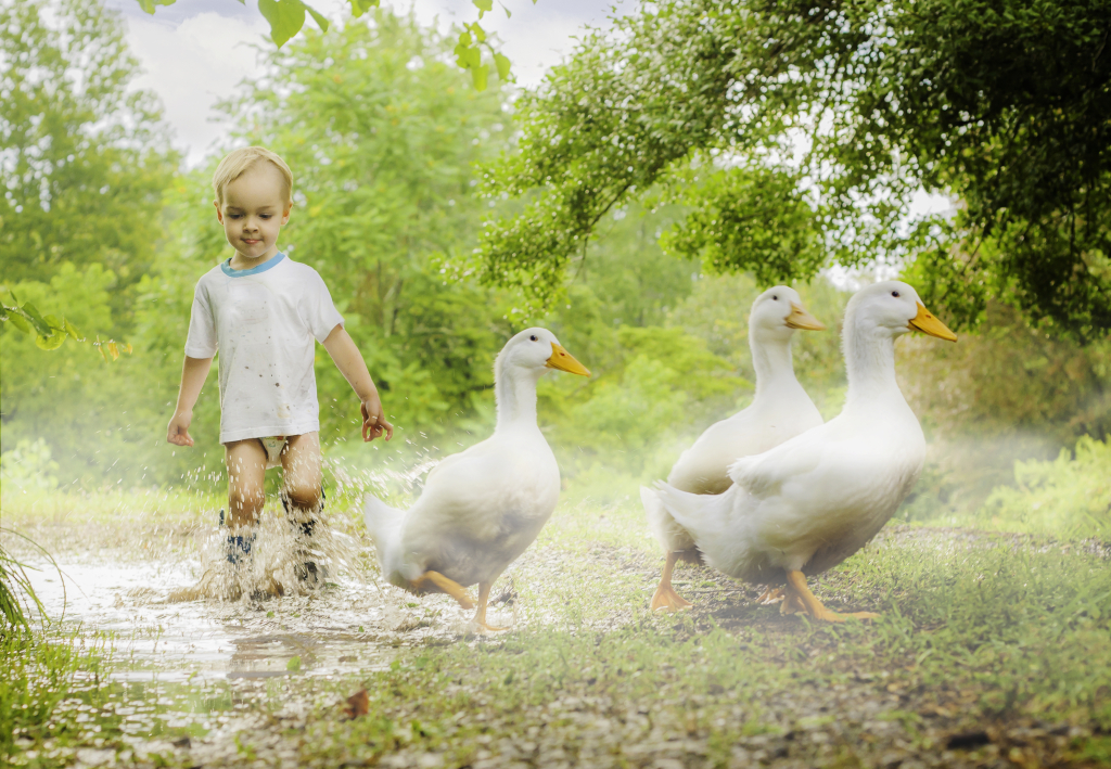 duck puddles foggy