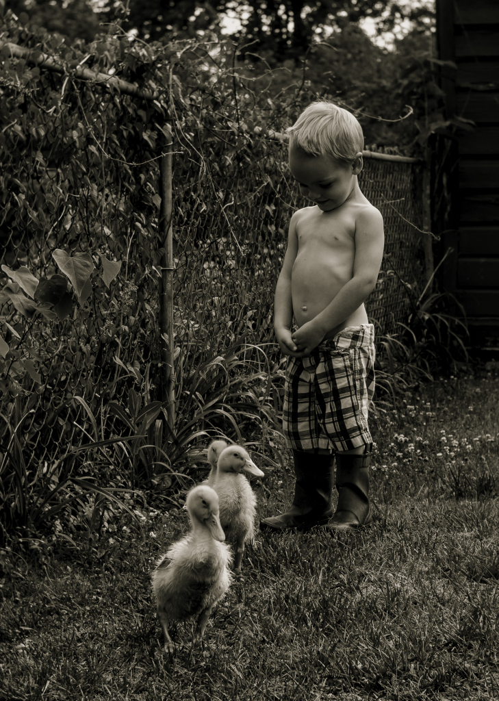 james and the ducklings