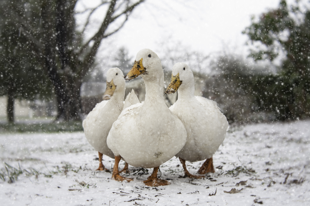 ducks' first snow