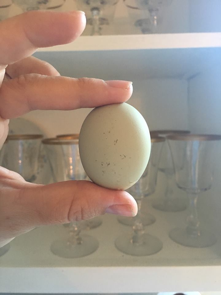 hen egg